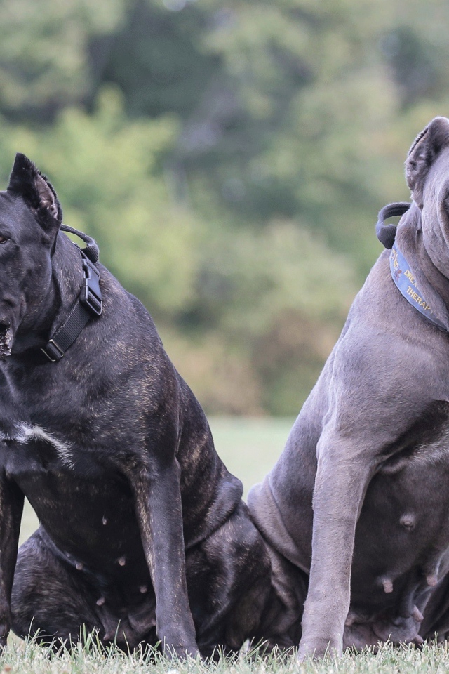 Два больших пса породы Кане-корсо на траве