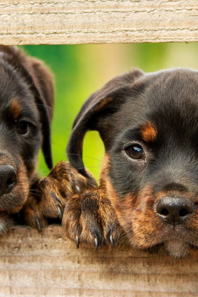 Два любопытных щенка ротвейлера 