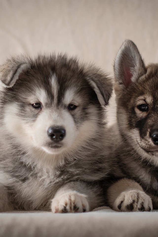 Два милых серых щенка хаски 