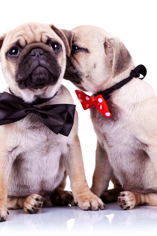 Два милых щенка мопса на белом фоне