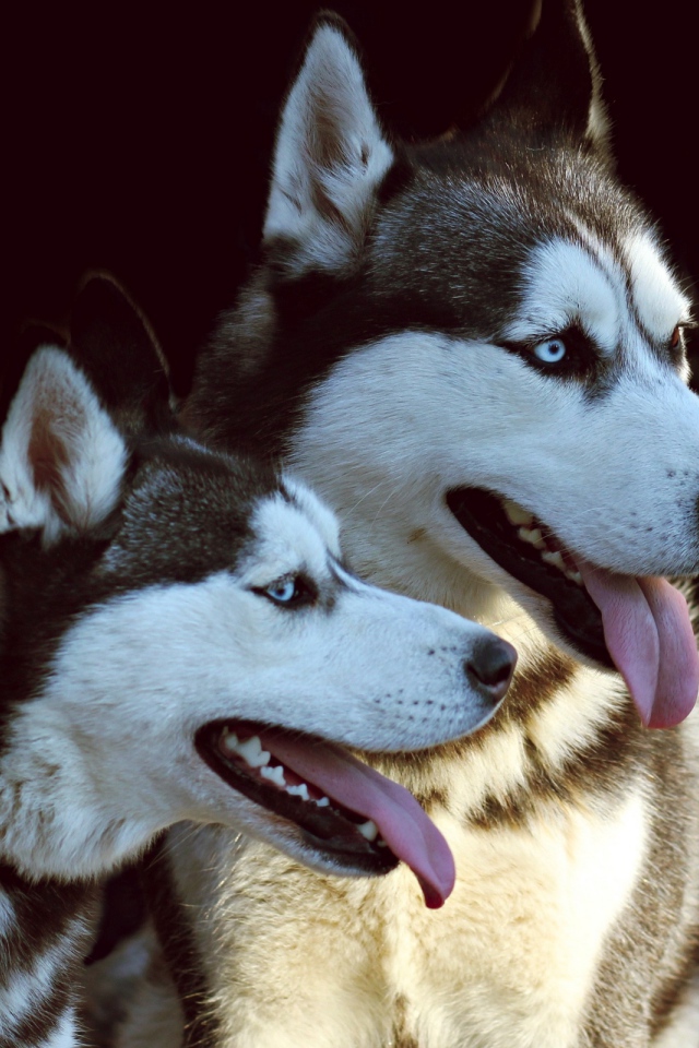 Две собаки породы хаски с высунутыми языками на черном фоне