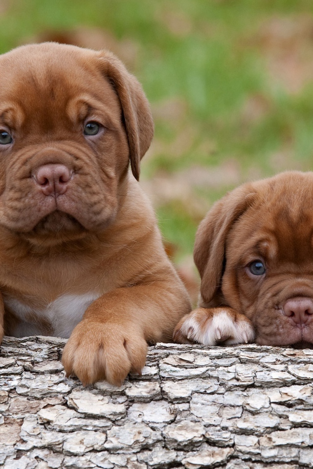 Два забавных маленький щенка бордоского дога