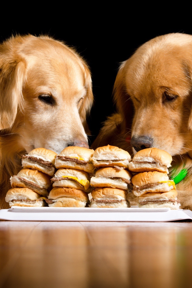 Два золотистых ретривера едят гамбургеры