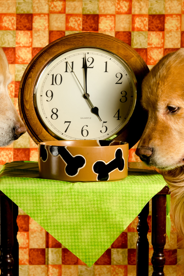 Два золотистых ретривера ждут корм у часов