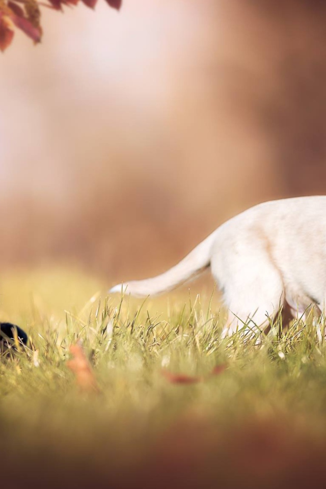 Два маленьких щенка спаниеля в зеленой траве 