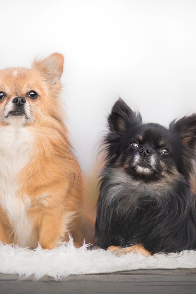 Two long haired chihuahua dogs