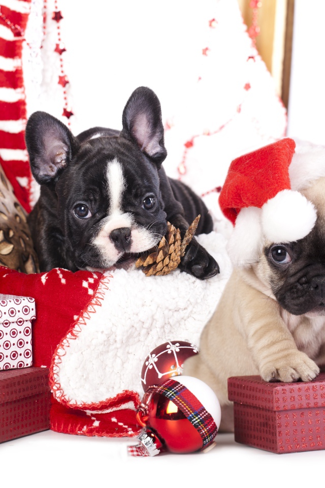 Два щенка французского бульдога на новогодних подарках