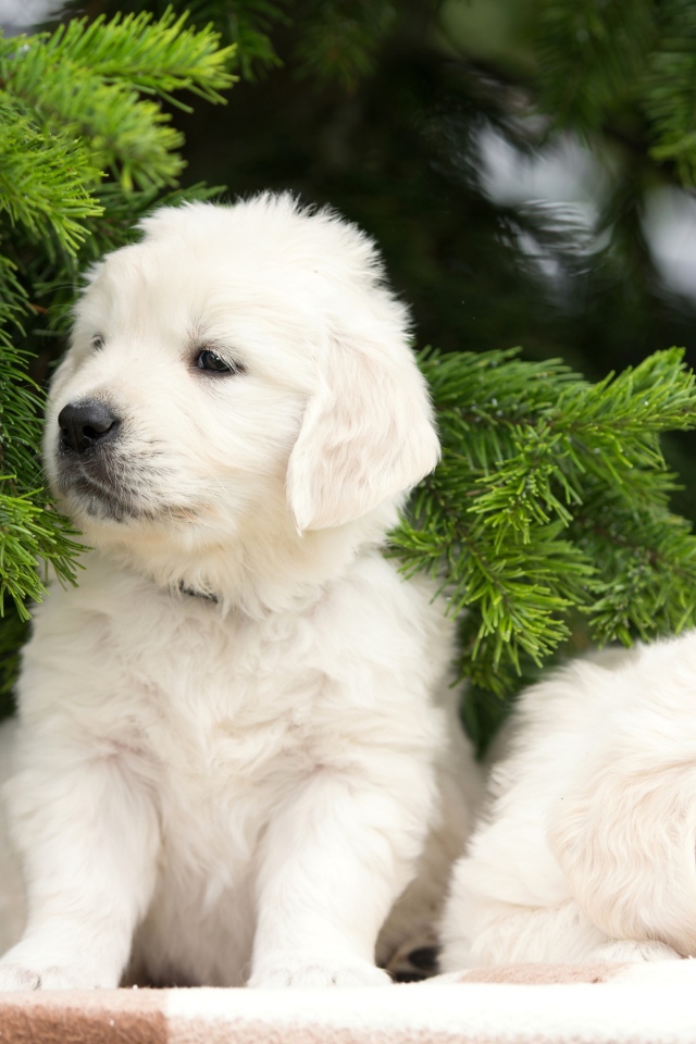 Два щенка золотистого ретривера под еловой веткой