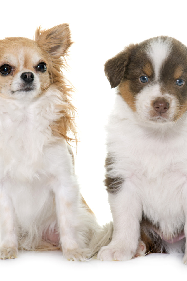 Два щенка на белом фоне 