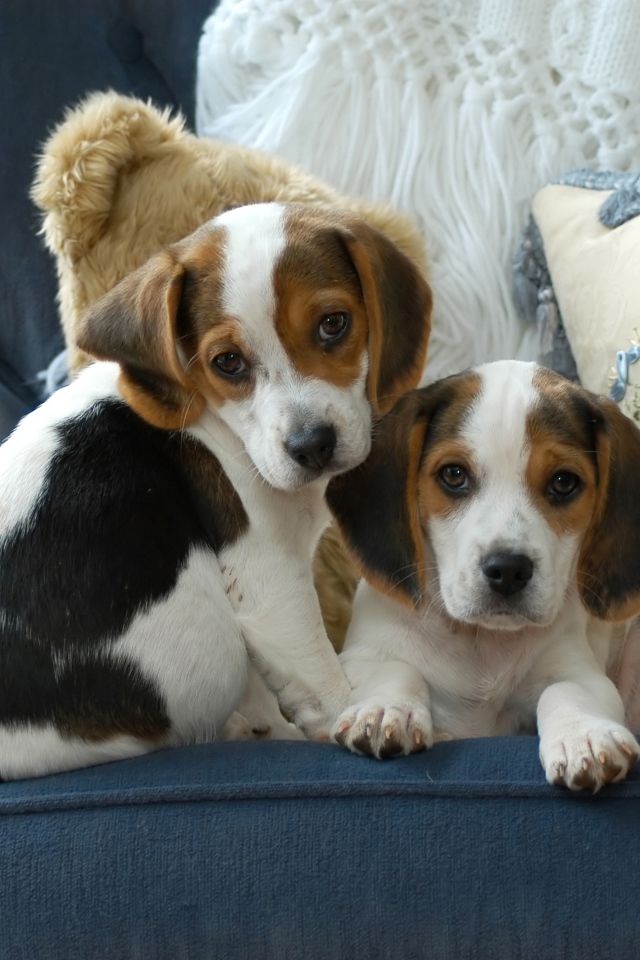 Два маленьких щенка бигля сидят на диване