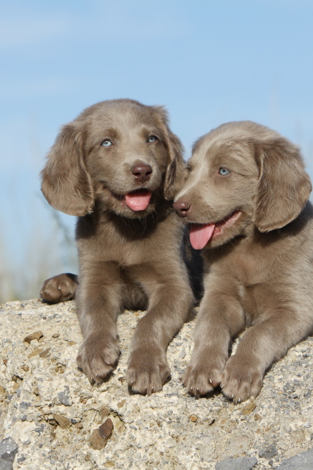 Два маленьких голубоглазых щенка лежат на камне