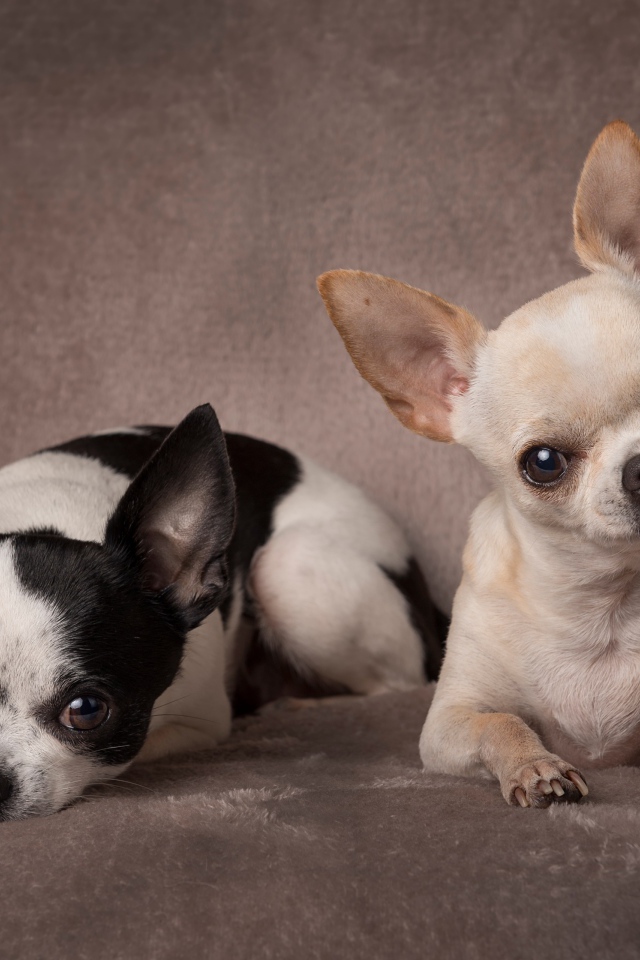 Две маленьких собаки породы чихуахуа на сером фоне