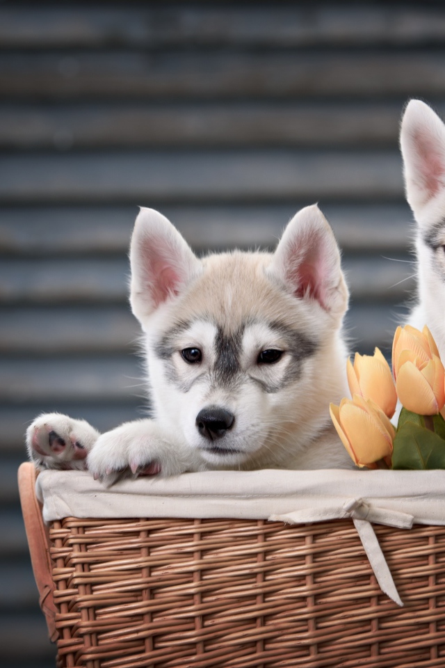 Два маленьких щенка хаски в корзине с тюльпанами