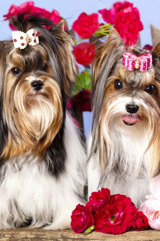 Два йоркширских терьера с красными цветами розы