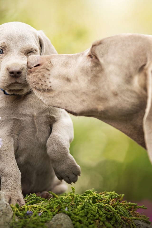 Собака породы Веймаранер со щенком