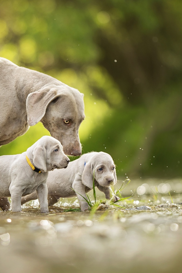 Собака породы Веймаранер с двумя щенками идут по воде