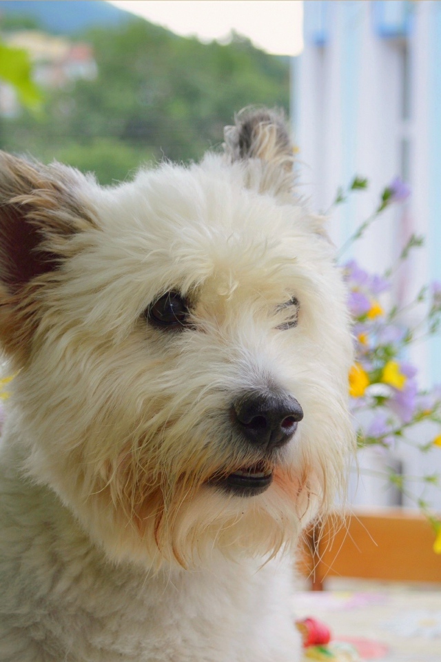Вест-хайленд-уайт-терьер на балконе 
