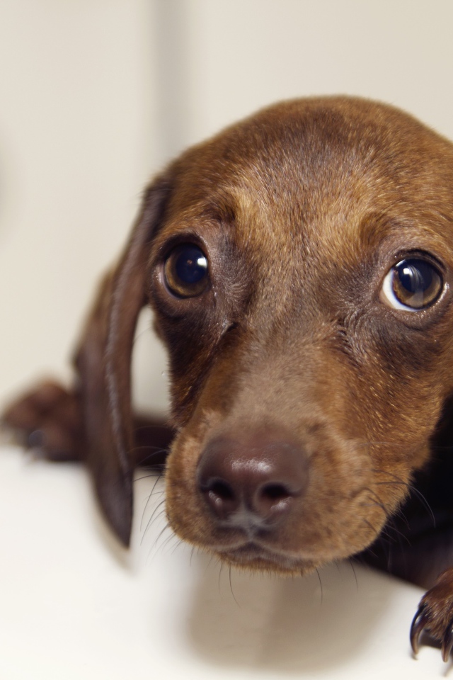 Мокрая такси стоит в ванной