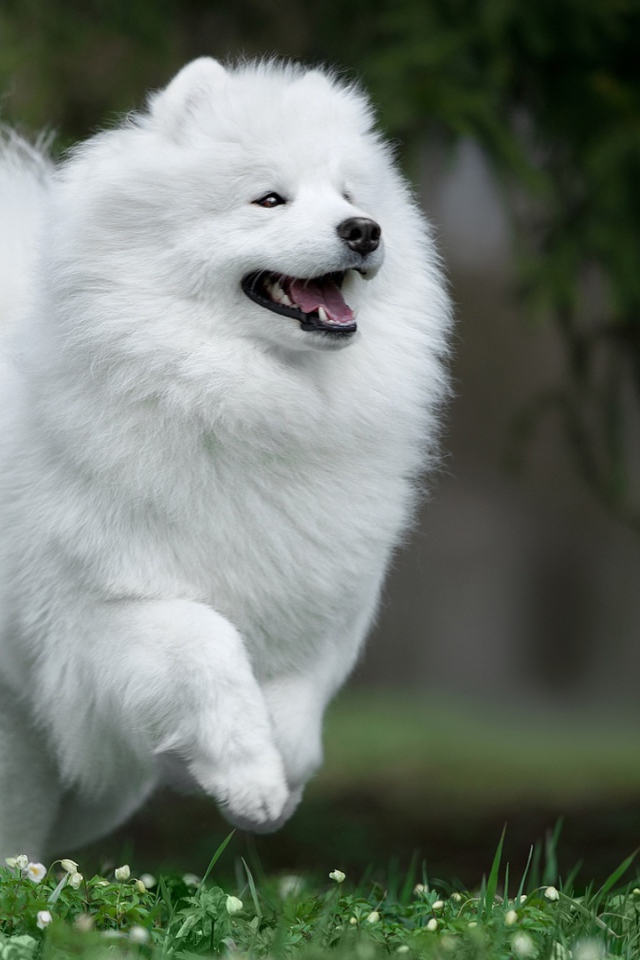 Белый щенок самоед на зеленой траве