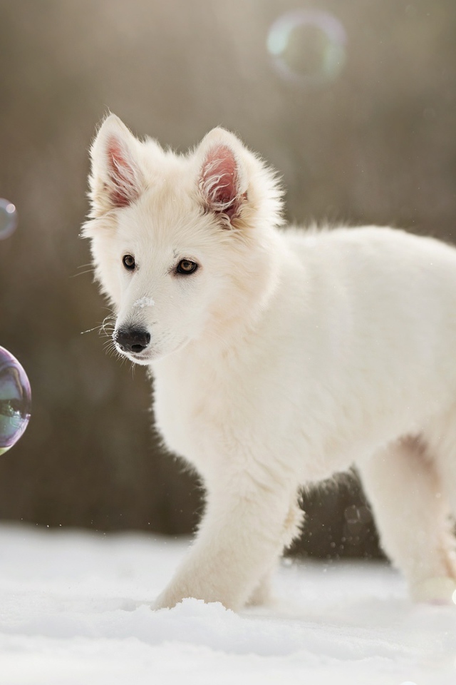 Белая швейцарская овчарка ловит мыльные пузыри