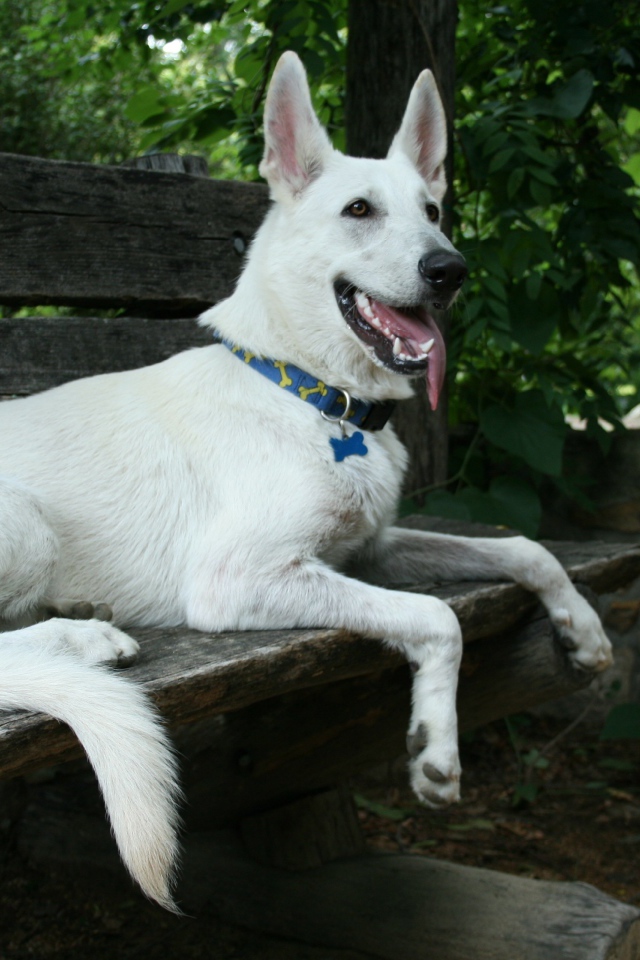 Белая швейцарская овчарка лежит на деревянной лавке