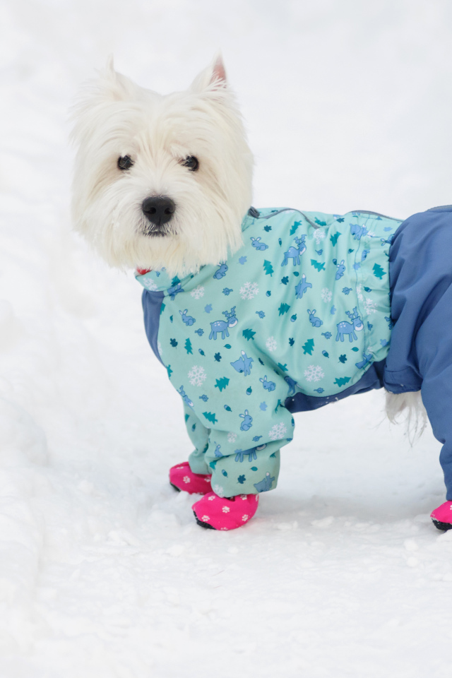 Белый Вест хайленд уайт терьер в костюме на снегу