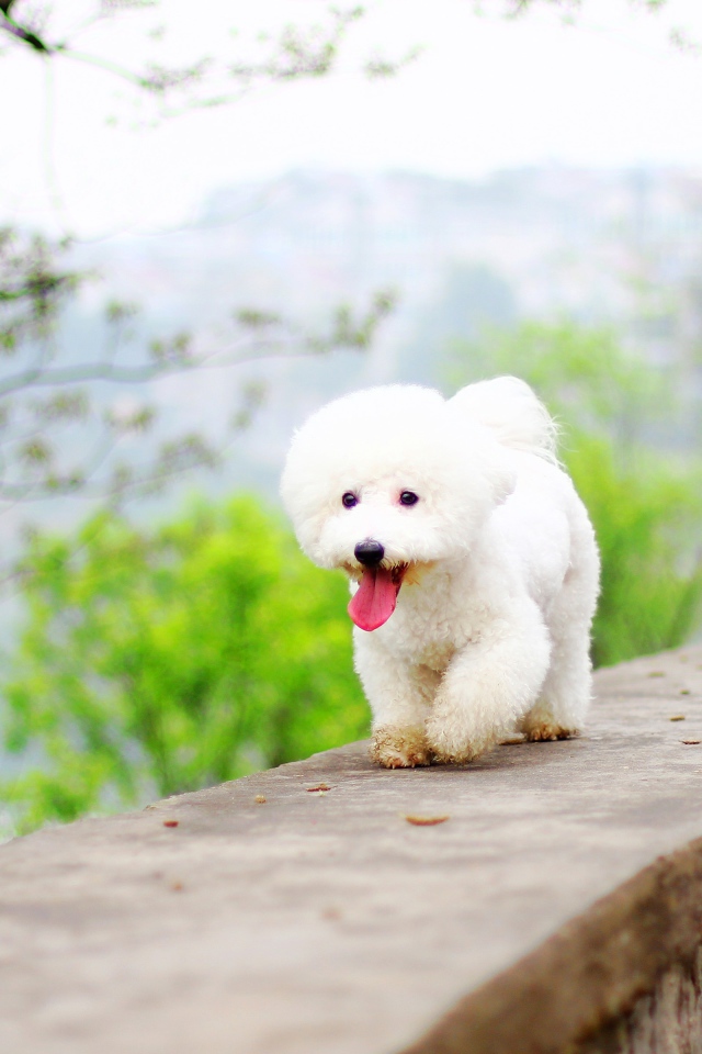 Белый Бишон фризе с высунутым языком