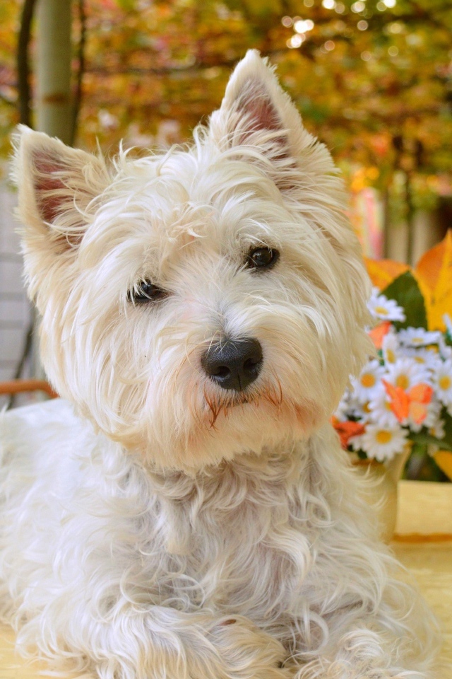 Белый забавный  Вест хайленд уайт терьер