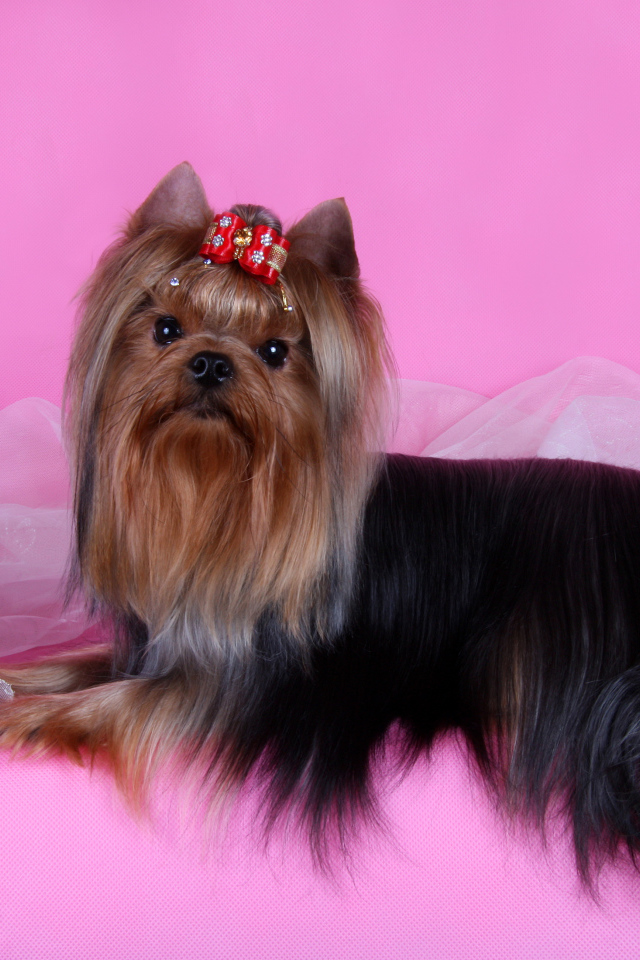 Йоркширский терьер на розовом фоне