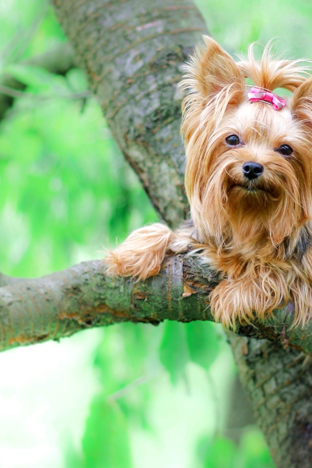 Йоркширский терьер сидит на ветке дерева