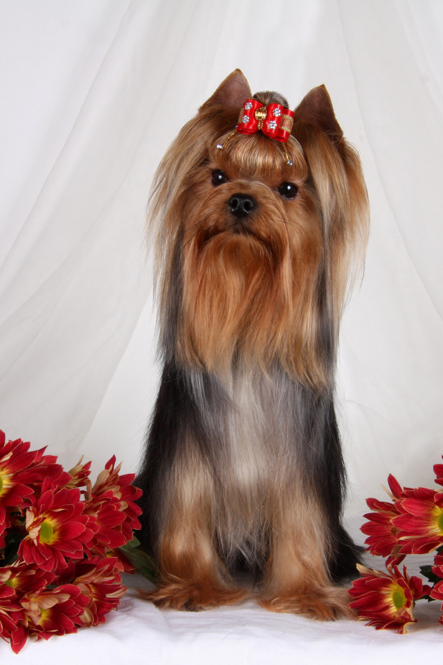 Йоркширский терьер с цветами хризантемы