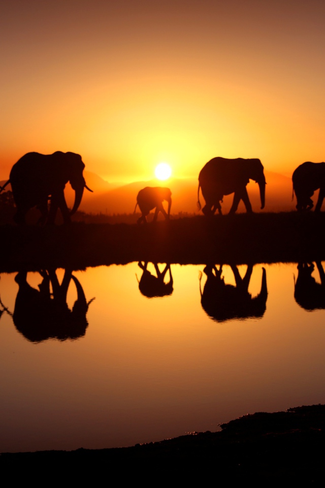 Стадо слонов отражается в воде на закате солнца