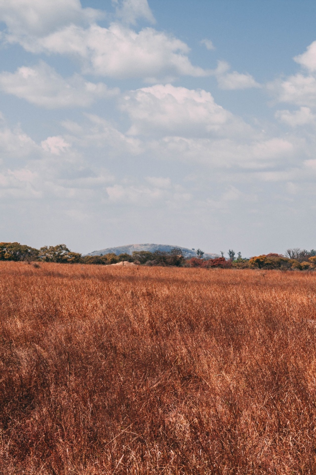 Большой слон идет по сухой траве под голубым небом