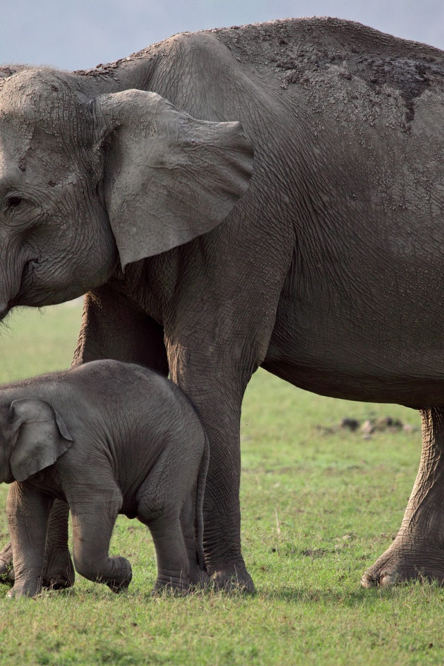 Большая слониха с детенышем