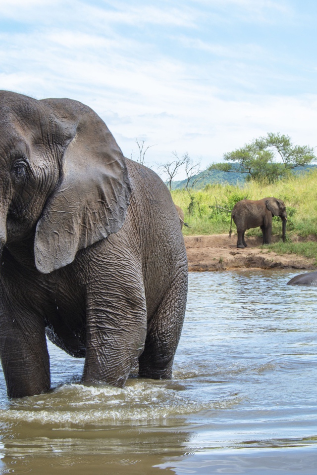 Большие слоны купаются в воде летом 