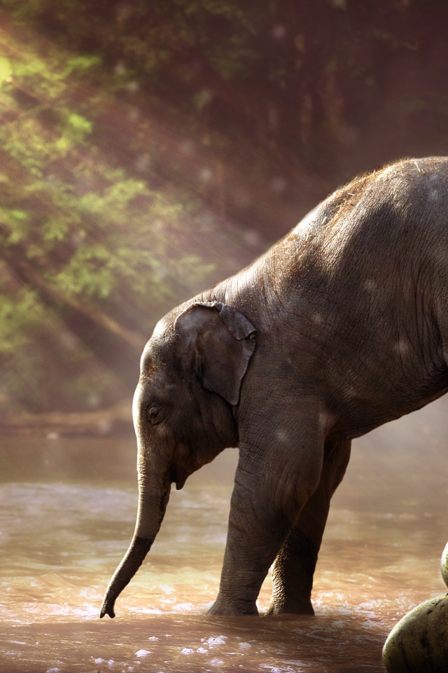 Маленький слоненок заходит в воду