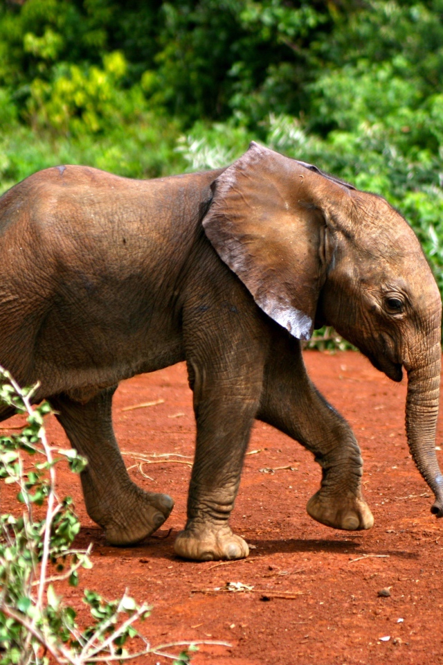 Маленький забавный слоненок 