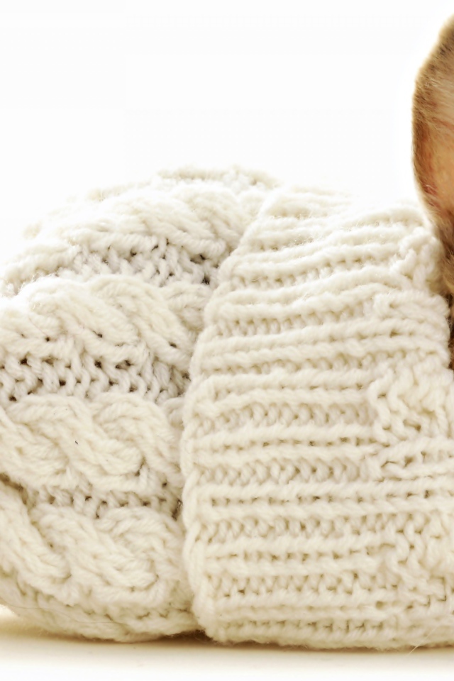 Маленький декоративный кролик сидит в белой вязаной шапке