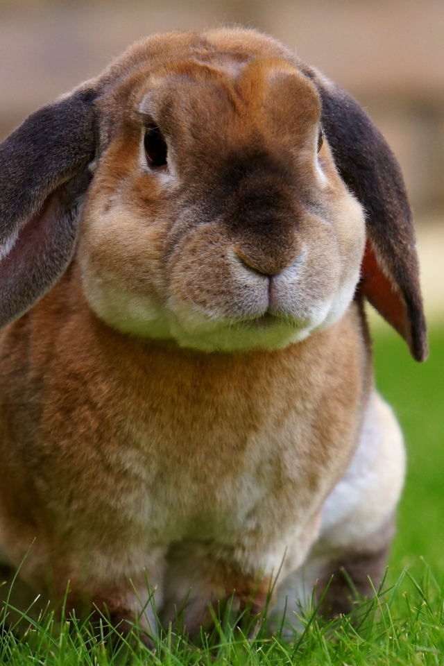 Большой кролик сидит на зеленой траве