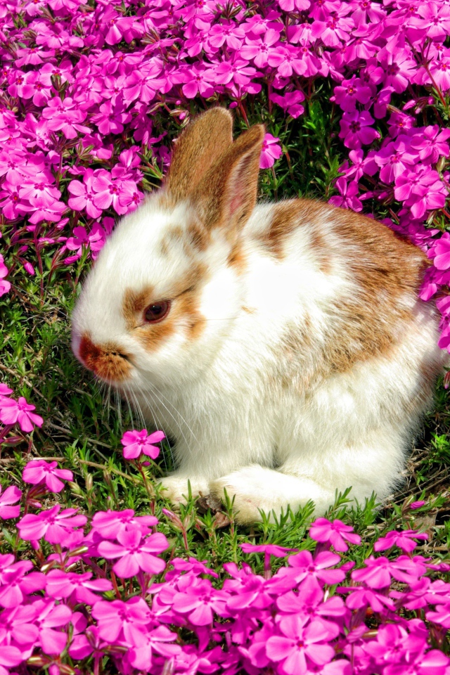 Декоративный кролик сидит в красивых розовых цветах