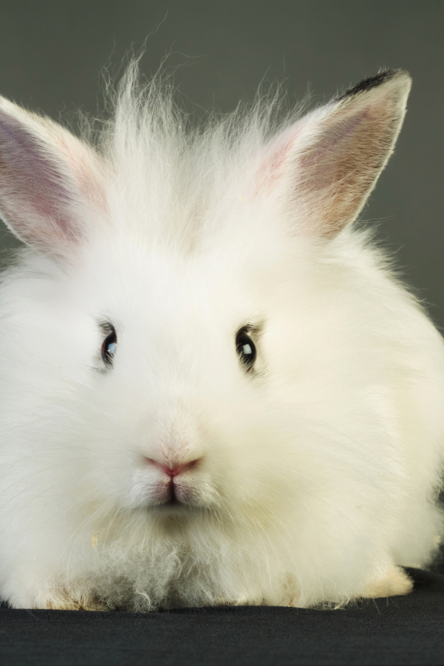 Пушистый белый декоративный кролик на сером фоне
