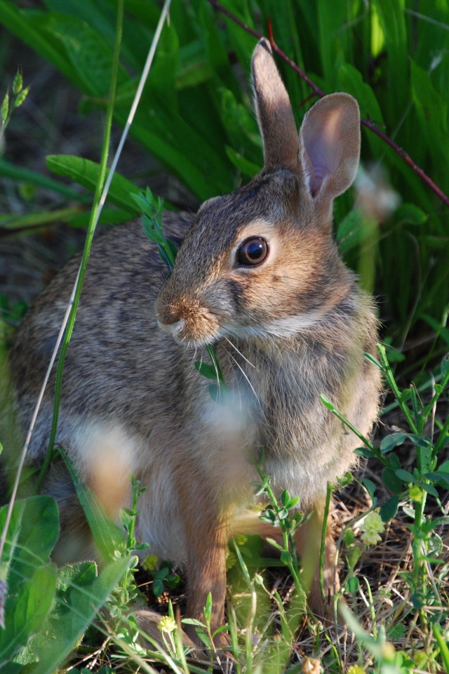 Серый заяц в зеленой траве