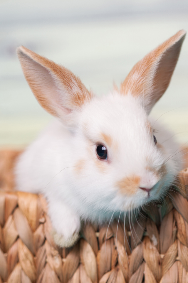 Маленький декоративный кролик в корзине