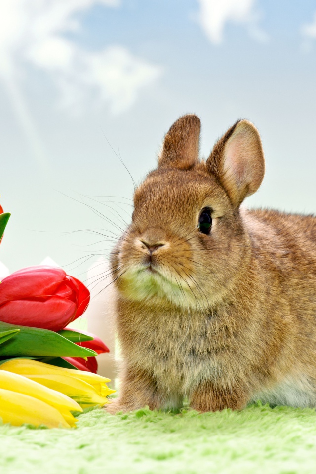 Кролик с букетом весенних тюльпанов