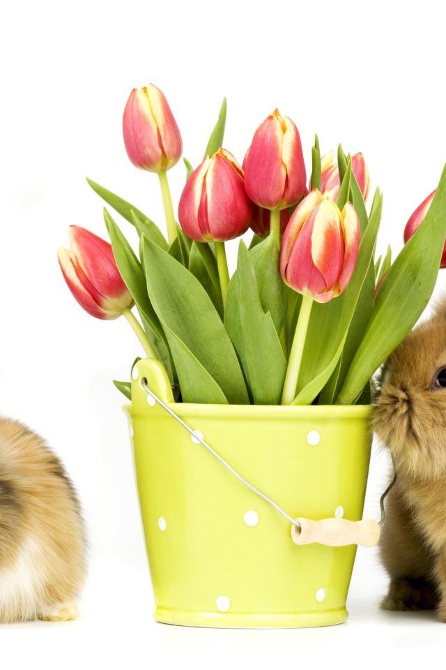 Two furry decorative rabbits with a bouquet of tulips on a white background