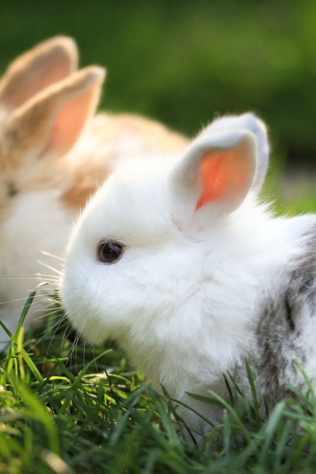 Two little cute ornamental bunnies in green grass