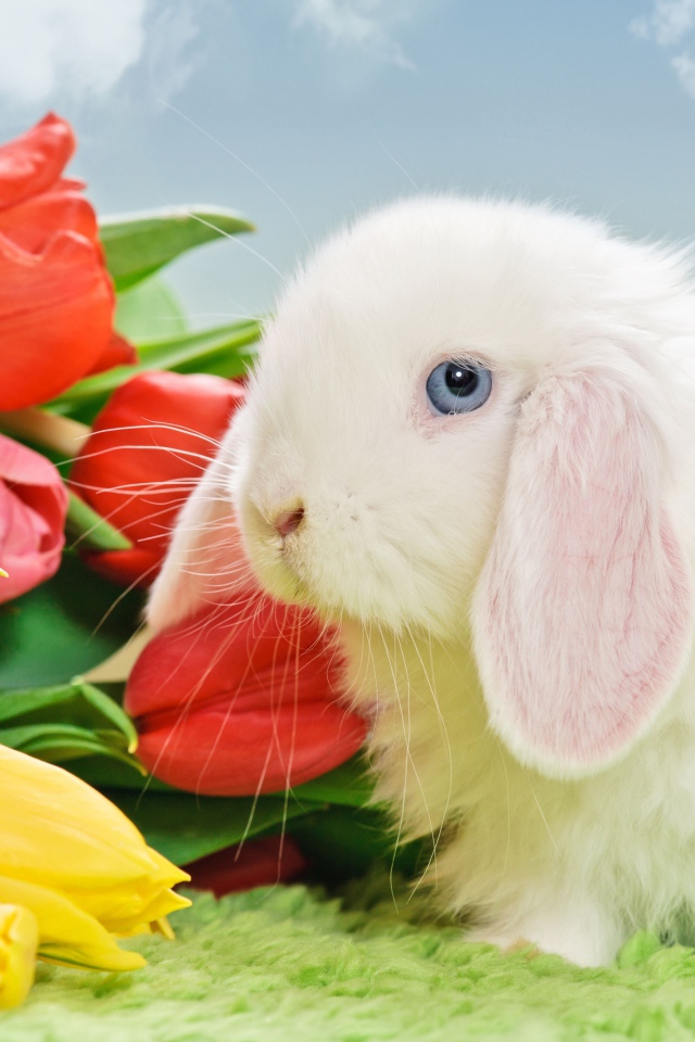 Белый голубоглазый кролик с букетом тюльпанов