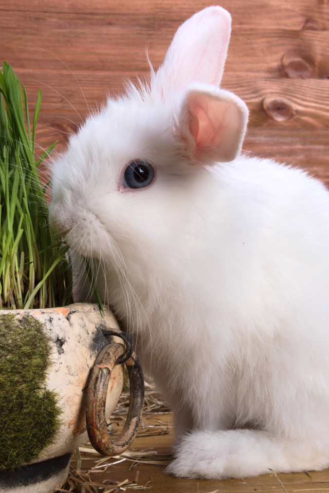 Белый пушистый декоративный кролик на деревянном фоне