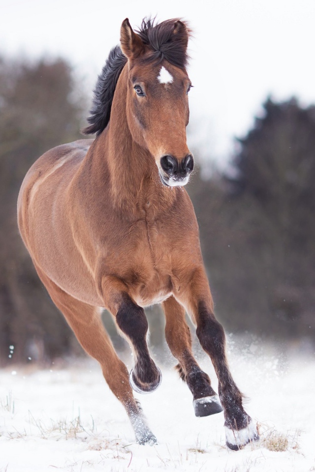 Коричневый конь бежит по снегу 