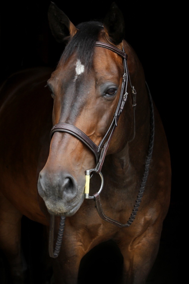 Красивый коричневый конь на черном фоне